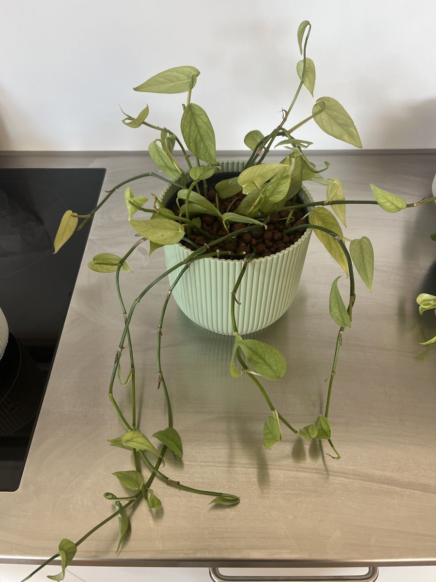 Pflanzen & Samen: Epipremnum Cebu Blue in LECA – Gebraucht aus Regensdorf von zon_fh62 2