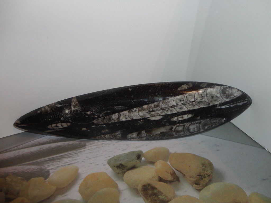 Fossilien: Orthoceras – Neu (gemäss Beschreibung) aus Biberist von Steine 2