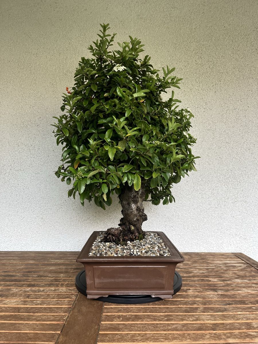 Piante & sementi: Feuerdorn Bonsai 90,0 cm – Nuovo e nell'imballaggio originale da Hettlingen venduto da BonsaiNaturist.com 2