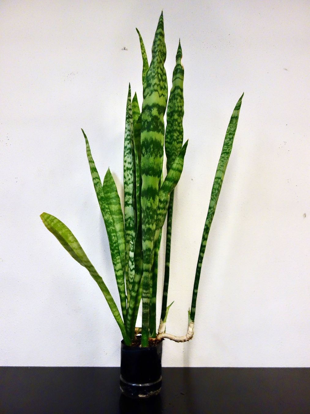Piante & sementi: Bogenhanf Sansevieria Trifasciata – Nuovo (secondo la descrizione) da Kerzers venduto da zimmergruen 2