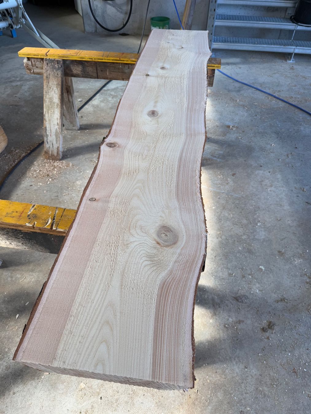 Articoli in legno: Thuja klotzbretter ganzer Stamm – Usato da Holziken venduto da Timbergrizzly