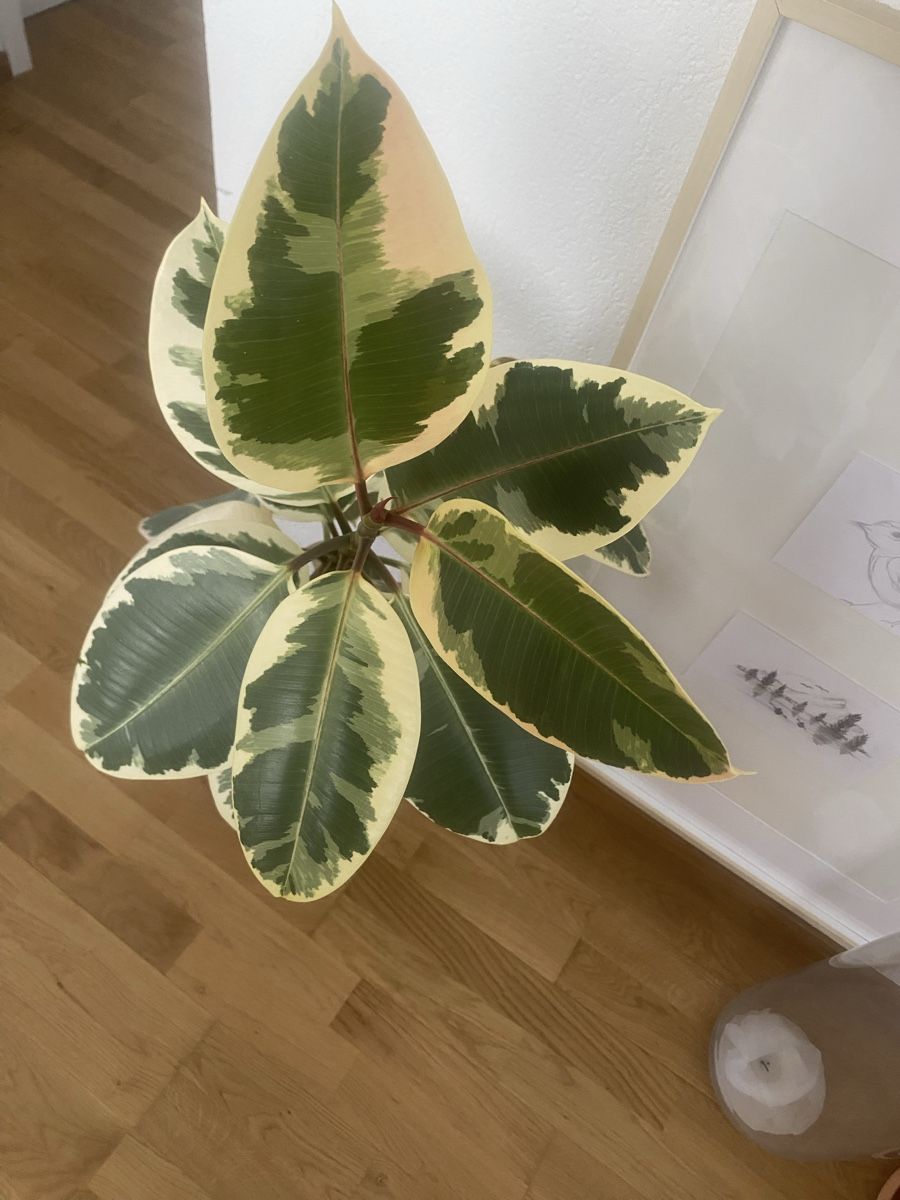 Plantes & graines: Ficus Elastica. – D'occasion à Köniz par AlessandraMedici