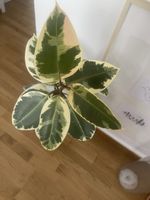 Ficus Elastica.