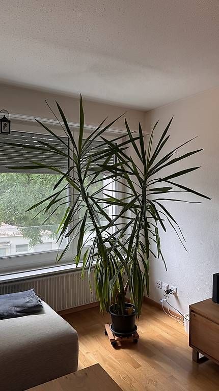 Plantes & graines: Grosse Yucca-Palme – D'occasion à Solothurn par Juliasju