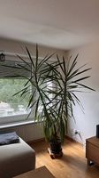 Grosse Yucca-Palme