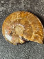 Versteinerte Nautilusschnecke
