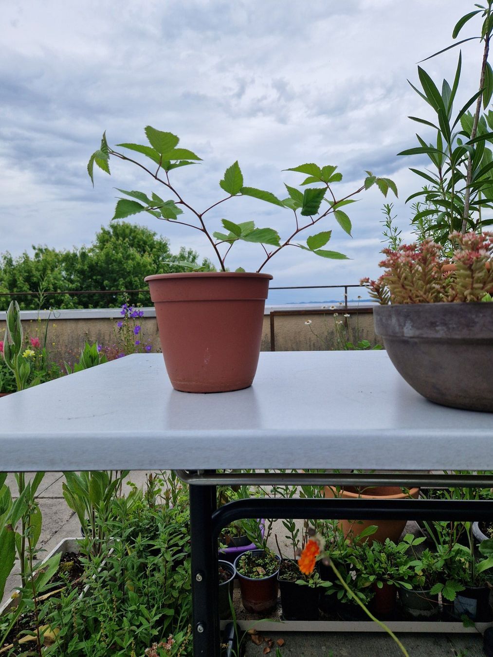 Piante & sementi: Balkon-/Gartenpflanze: Brombeere – Usato da Münchenbuchsee venduto da Aare22 3