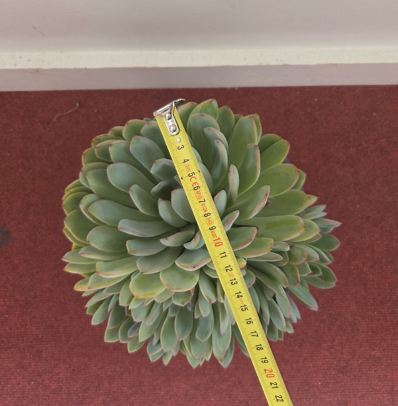 Piante & sementi: Echeveria Pflanze, 18cm breit, mit Top – Usato da Konolfingen venduto da S1000RR-Karin 3