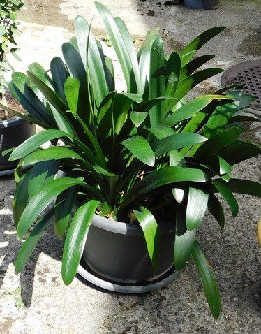 Pflanzen & Samen: Clivia miniata, orange – Gebraucht aus Villnachern von Niggo0 2