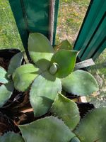 Agave cupreata