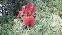 Iris Germanica-Grp. Schwertlilie