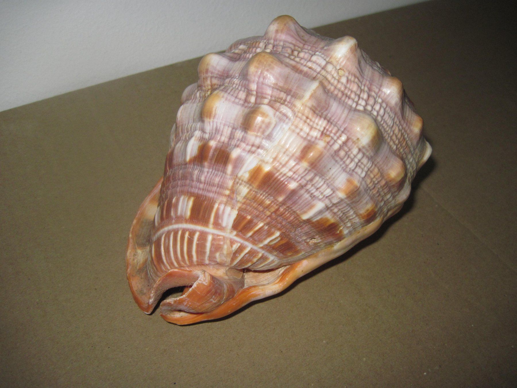 Fossili: Meeresmuscheln – Usato da Weinfelden venduto da Frosch467 1