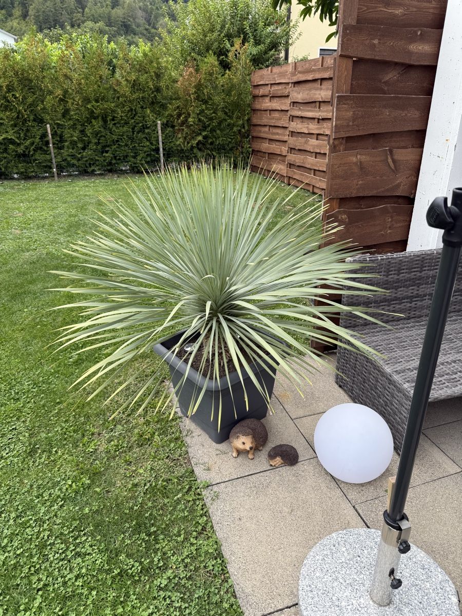 Pflanzen & Samen: Yucca rostrata "blaue Palmlilie" – Gebraucht aus Sevelen von Sp_A 1