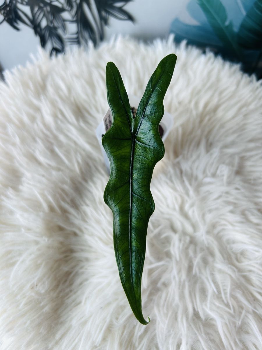 Plantes & graines: Alocasia Sabrina Narrow – Neuf (Voir description) à Scherzingen par Elefantenohr.ch 1