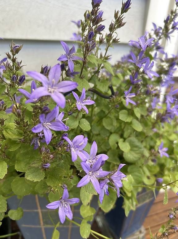 Moules à gâteaux: Glockenblumen in der Gugelhupfform  – D'occasion à Frauenfeld par Irene.Schuppli 2
