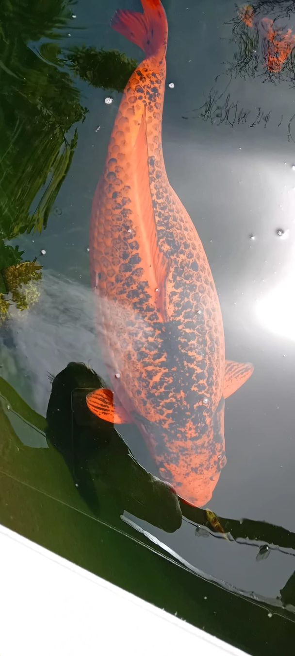 Mangimi: Schöner Koi Fisch gross 80cm – Usato da Pfaffnau venduto da Daysi89 3