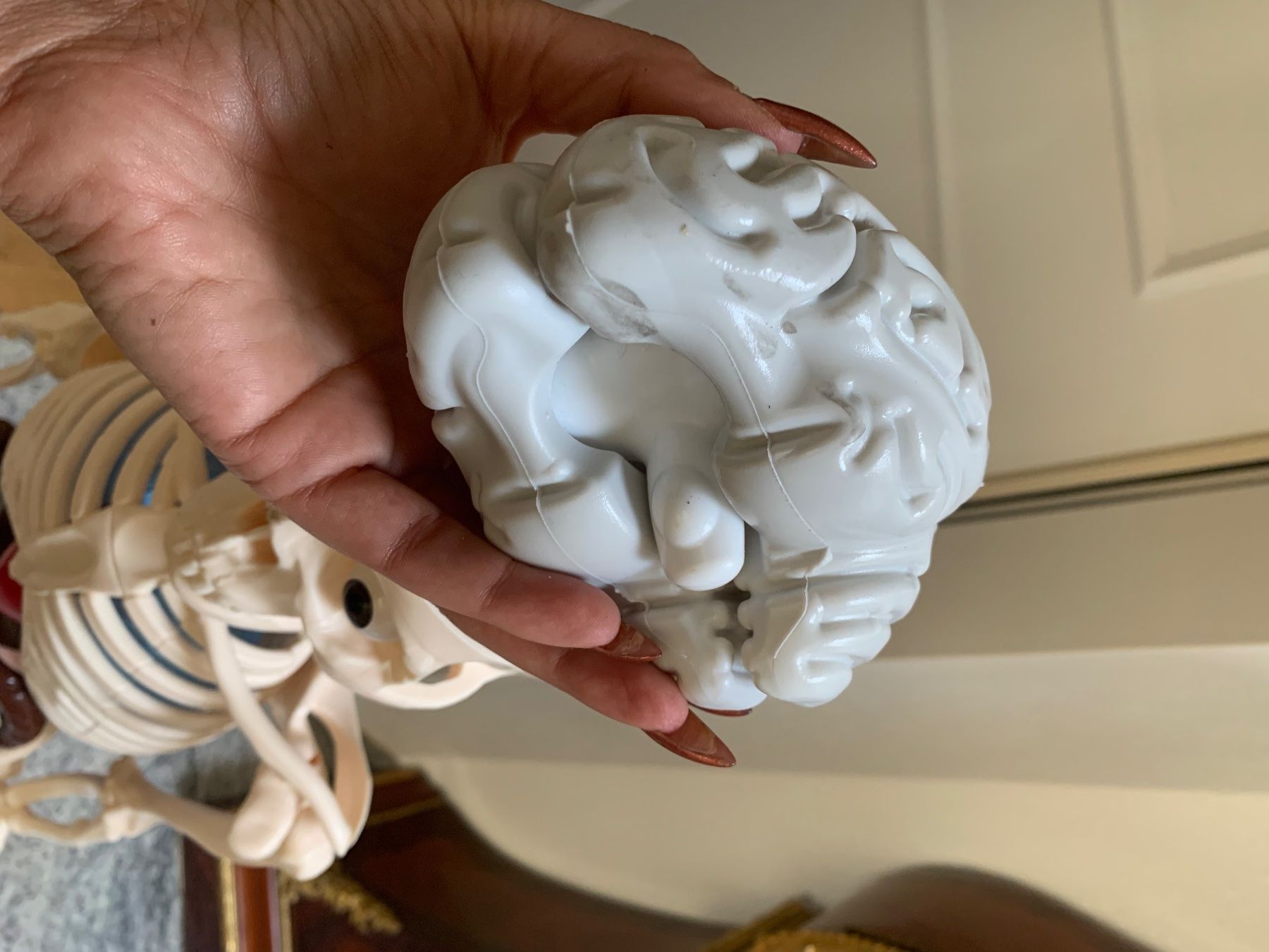 Kit di modellismo & Modellini statici: Älteres detailliertes Anatomie Lehrmodell – Usato da Rothrist venduto da Oddymanliane 5
