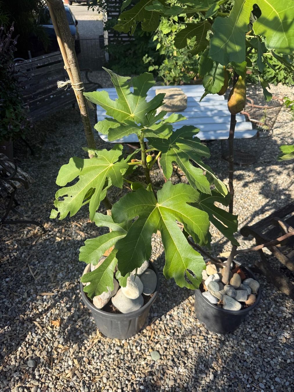 Pflanzen & Samen: Feigenbaum der Superlative – Gebraucht aus Uttwil von Dolphin7 2