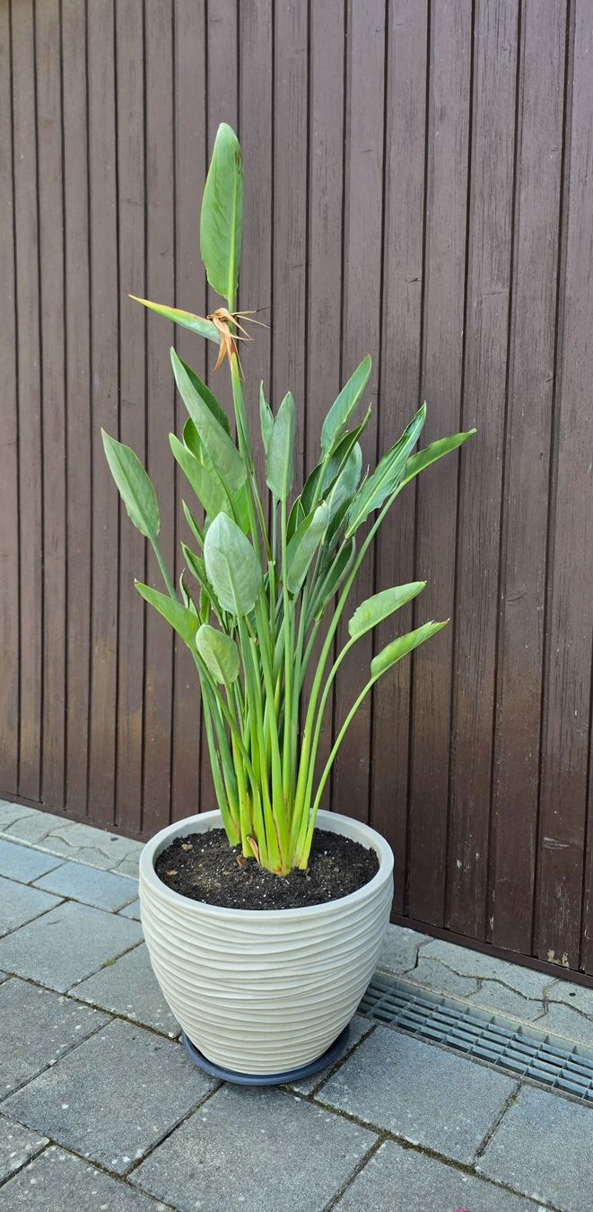 Plantes & graines: Strelize – D'occasion à Aarburg par popkorn65 3