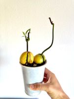 Two Avocado trees in one pot (siblings or couple)