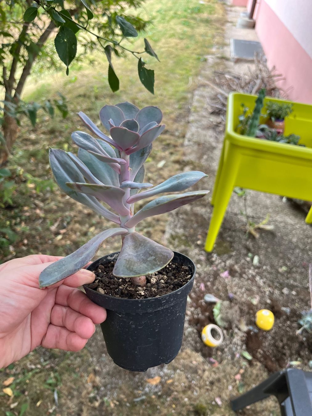 Pflanzen & Samen: Echeveria plante succulente cactus – Gebraucht aus Porrentruy von Madamebovary 1