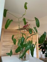Philodendron Paraiso Verde: 4 XXL Stecklinge, top verwurzelt