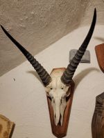 Afrikanische Cobe Defassa Trophäe