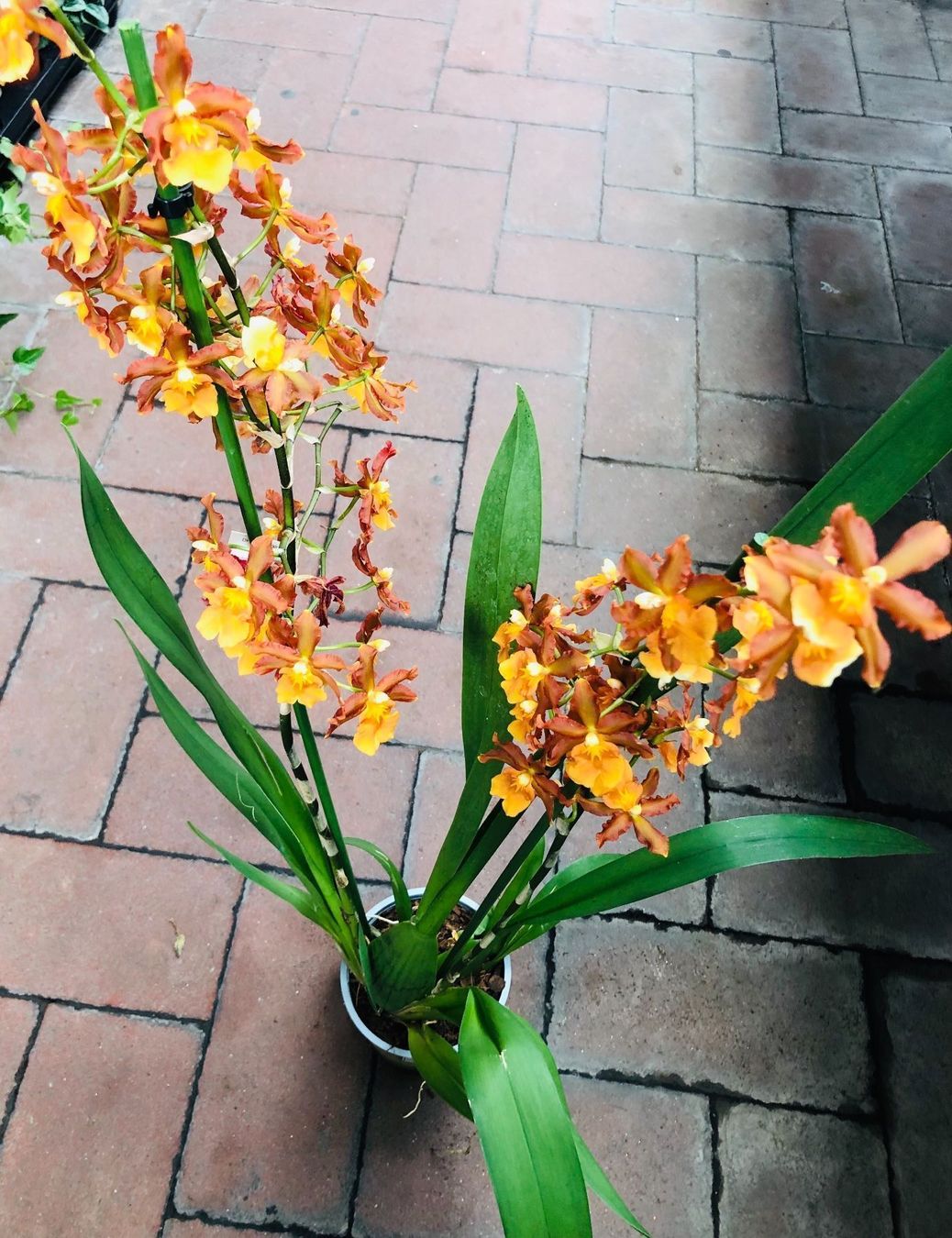 Piante & sementi: Seltene Orchidee XL 60-80 cm  CAMBRIA – Nuovo e nell'imballaggio originale da Rovio venduto da POSITIFFARTandPLANTS 6