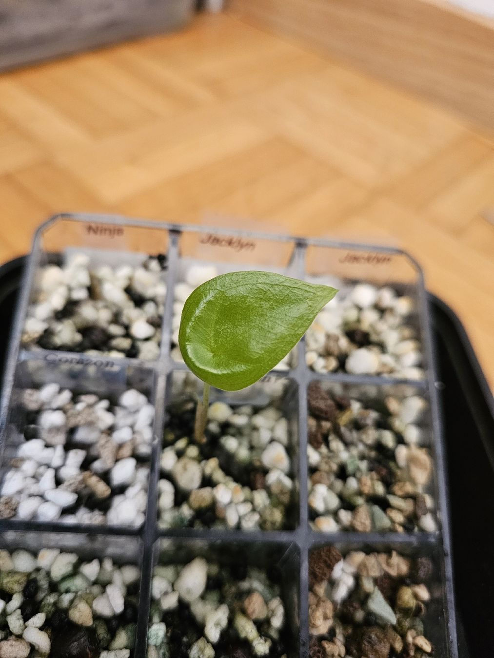 Plantes & graines: Alocasia Corazon – Neuf (Voir description) à Utzenstorf par Dac_mk 3