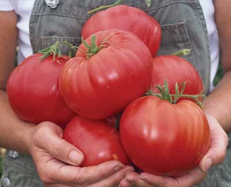 Piante & sementi: Tomaten: Mexiko - Pflanze! – Nuovo (secondo la descrizione) da Steffisburg venduto da Calceolaria