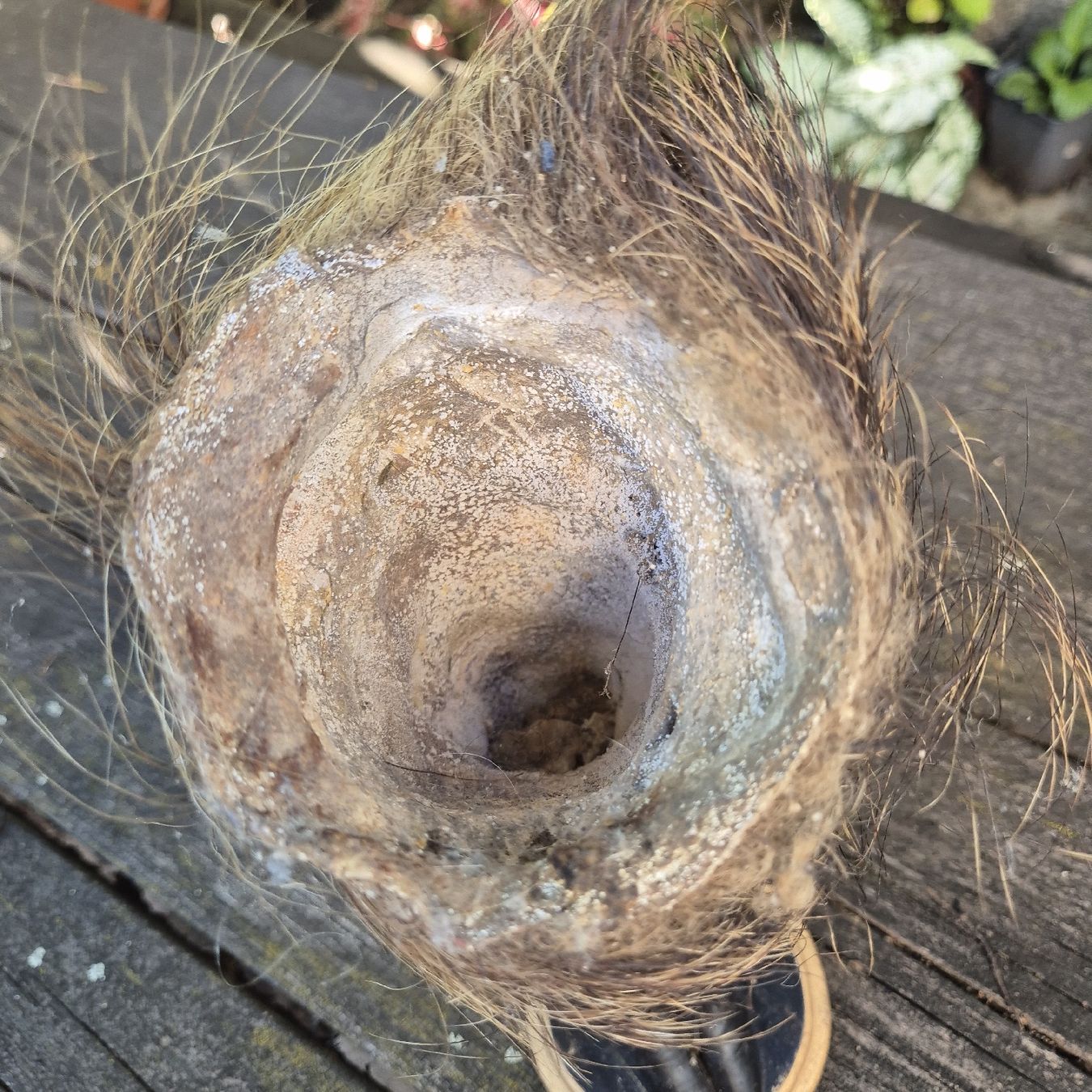 Welt der Tiere: Pied  naturalisé sur socle – Gebraucht aus Genthod von Lenas9 6