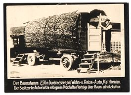 Fotografie Kalifornien, Baumstamm eines 