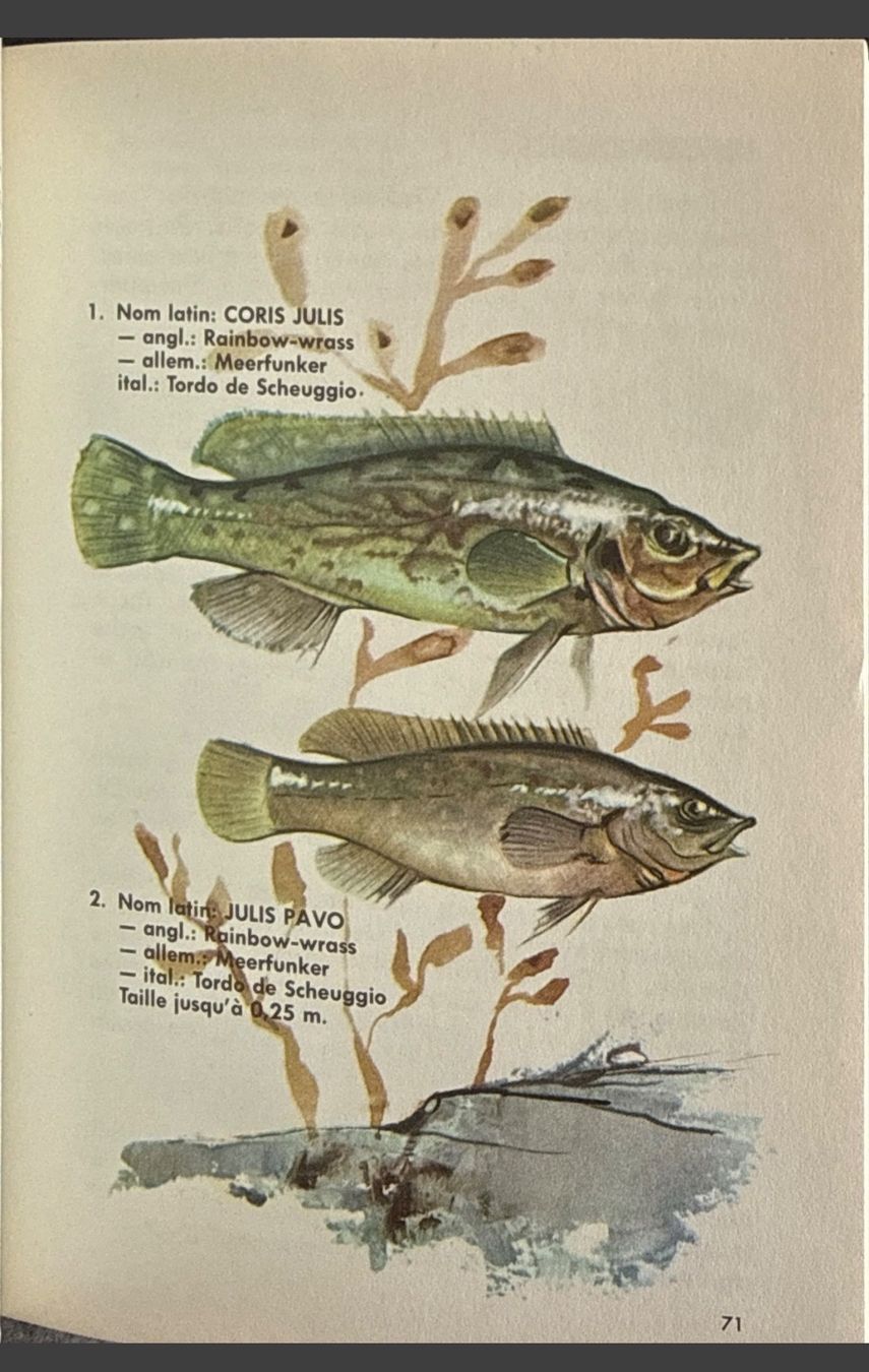 Libri: Guide Pêche en Mer Hachette 1964 160 pages illustrées – Usato da Fleurier venduto da jea_j77g 5