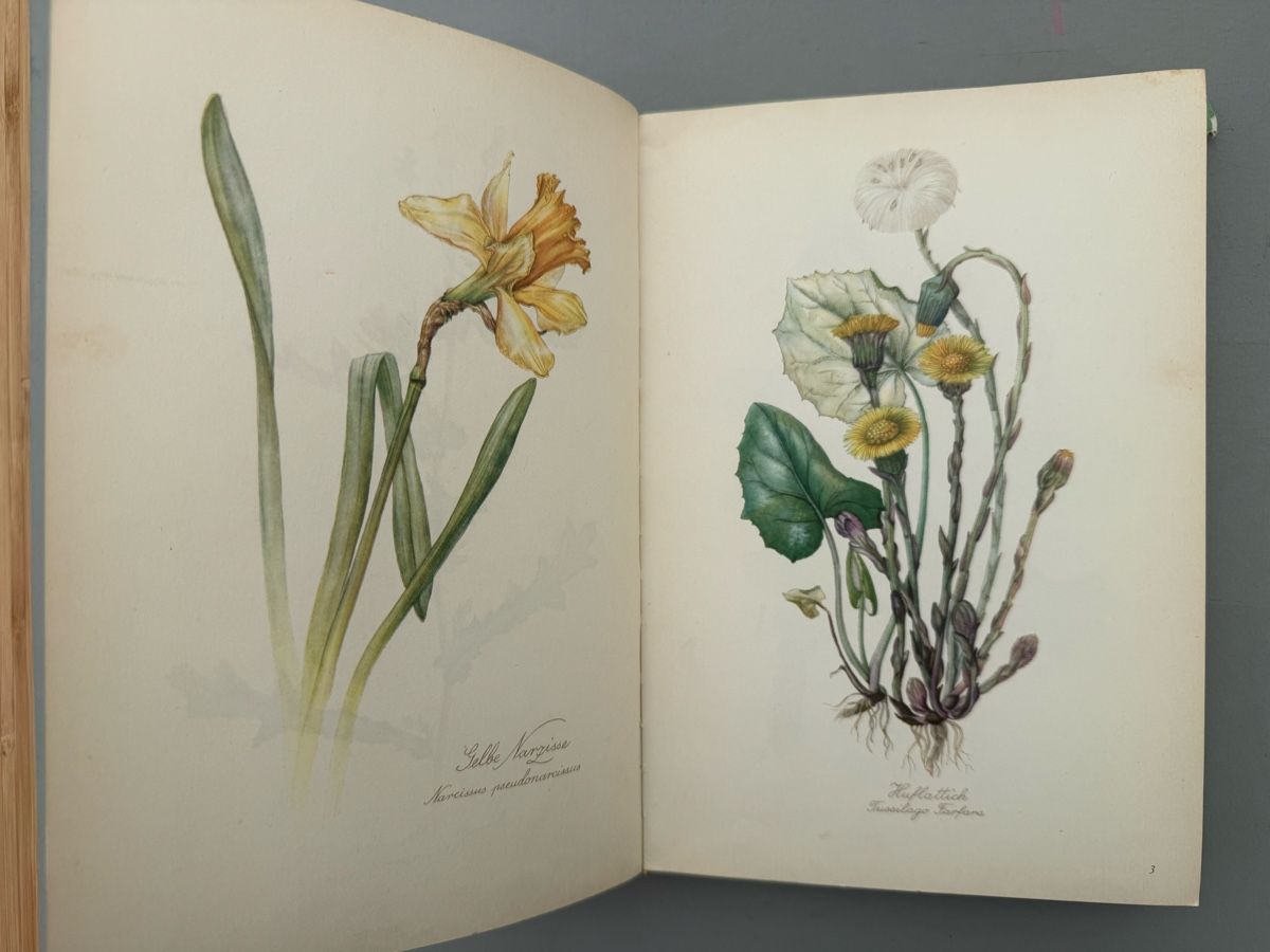 Libri: // Blumenfibel // – Usato da Birmenstorf AG venduto da Pat_roll. 2