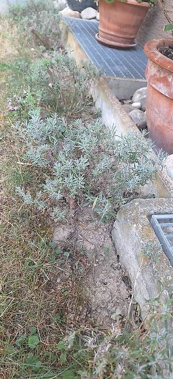 Vasi per fiori: Lavendel – Usato da Madiswil venduto da Oleander2 2