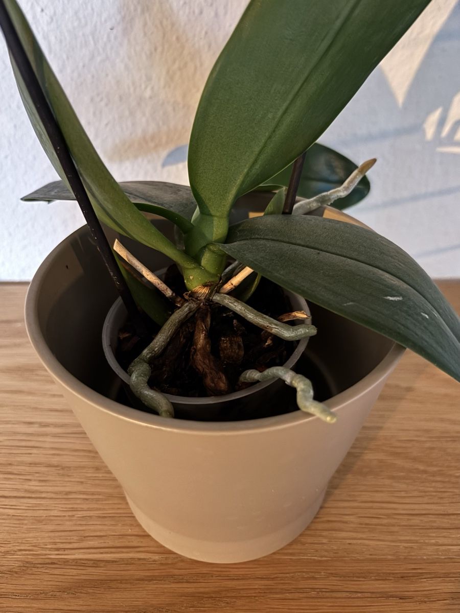 Plantes & graines: Orchidee – D'occasion à Zürich par keegstra 1