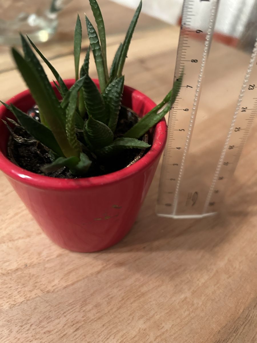 Piante & sementi: Sukkulente Haworthia inkl Blumentopf – Usato da Zürich venduto da keinweiss 1