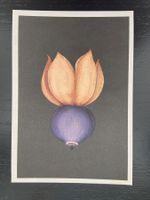 AK neu Illustration Botanik Pilz Kunstkarte Erdstern