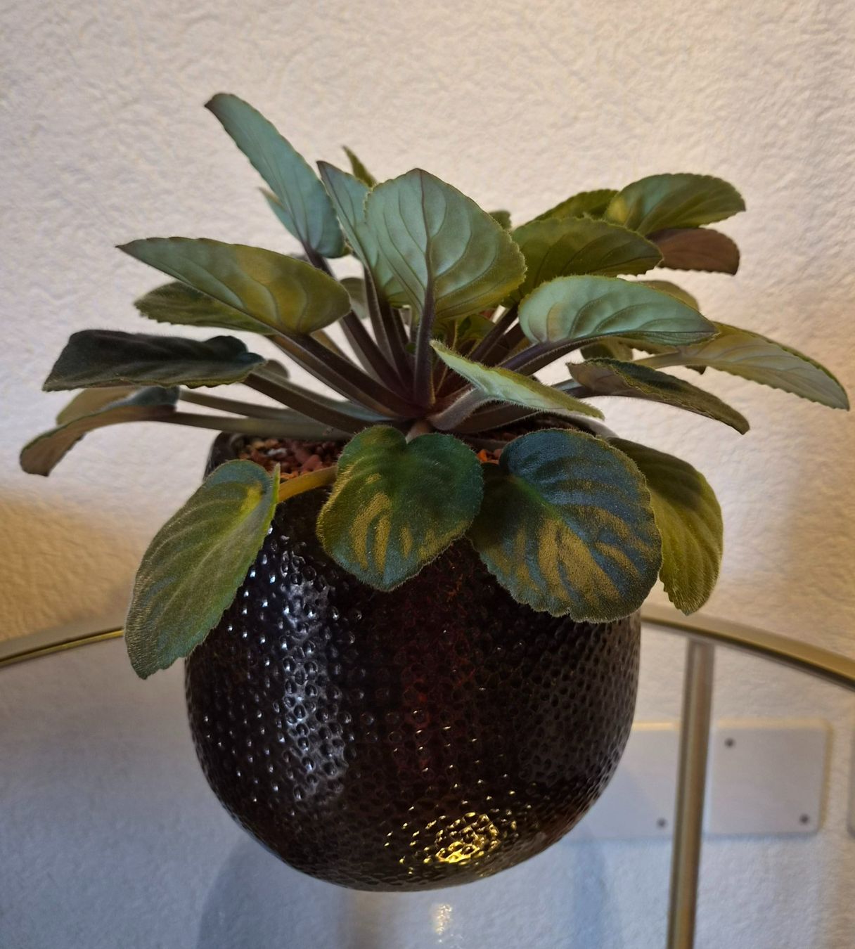 Plantes & graines: Pflanze in Topf – D'occasion à Zurich par vik_x7tq 1