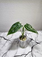 Alocasia Frydek Albo Jungpflanze 