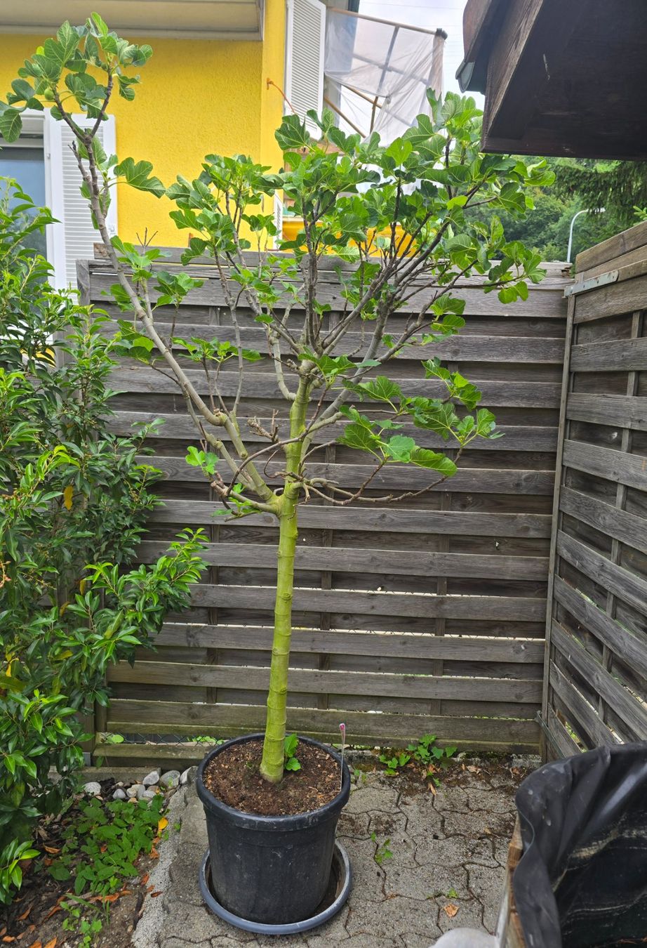 Piante & sementi: Grosser kräftiger Feigenbaum mit Früchten – Usato da Aarburg venduto da popkorn65 1