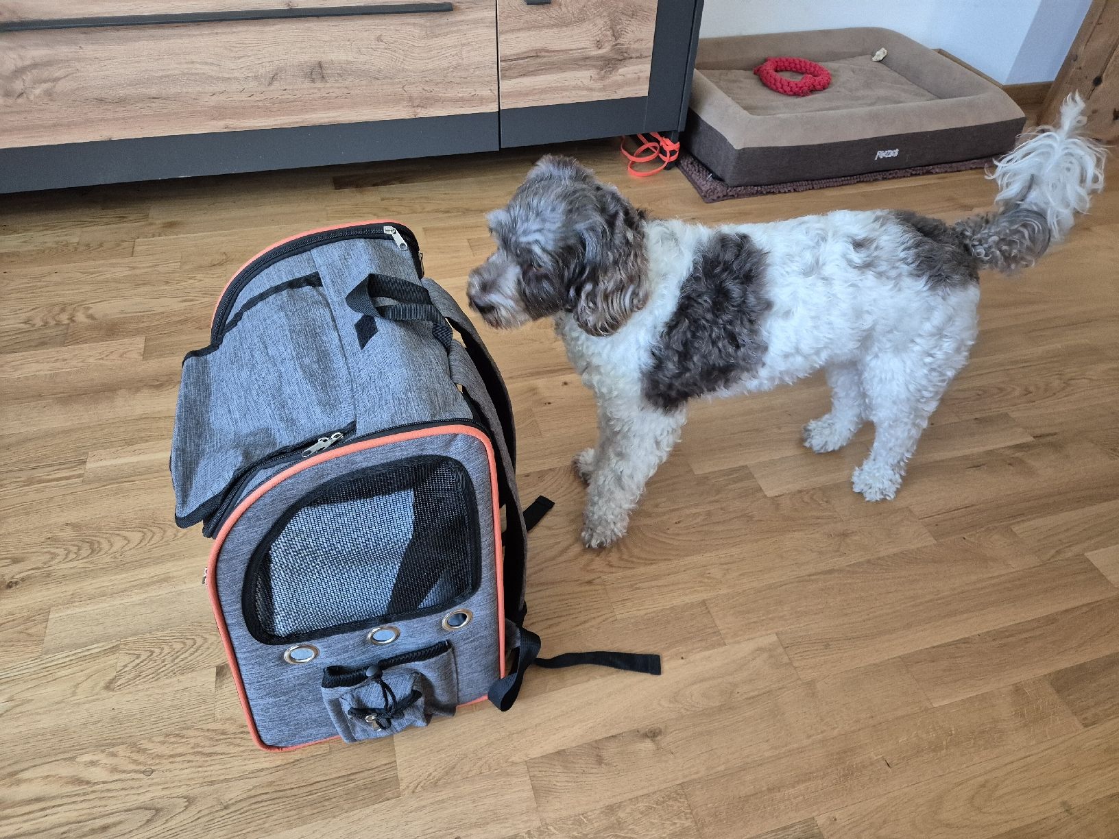 Liege- & Schlafplätze: Transportrucksack für kleine Hunde oder Katzen – Gebraucht aus Malters von Diveman 4
