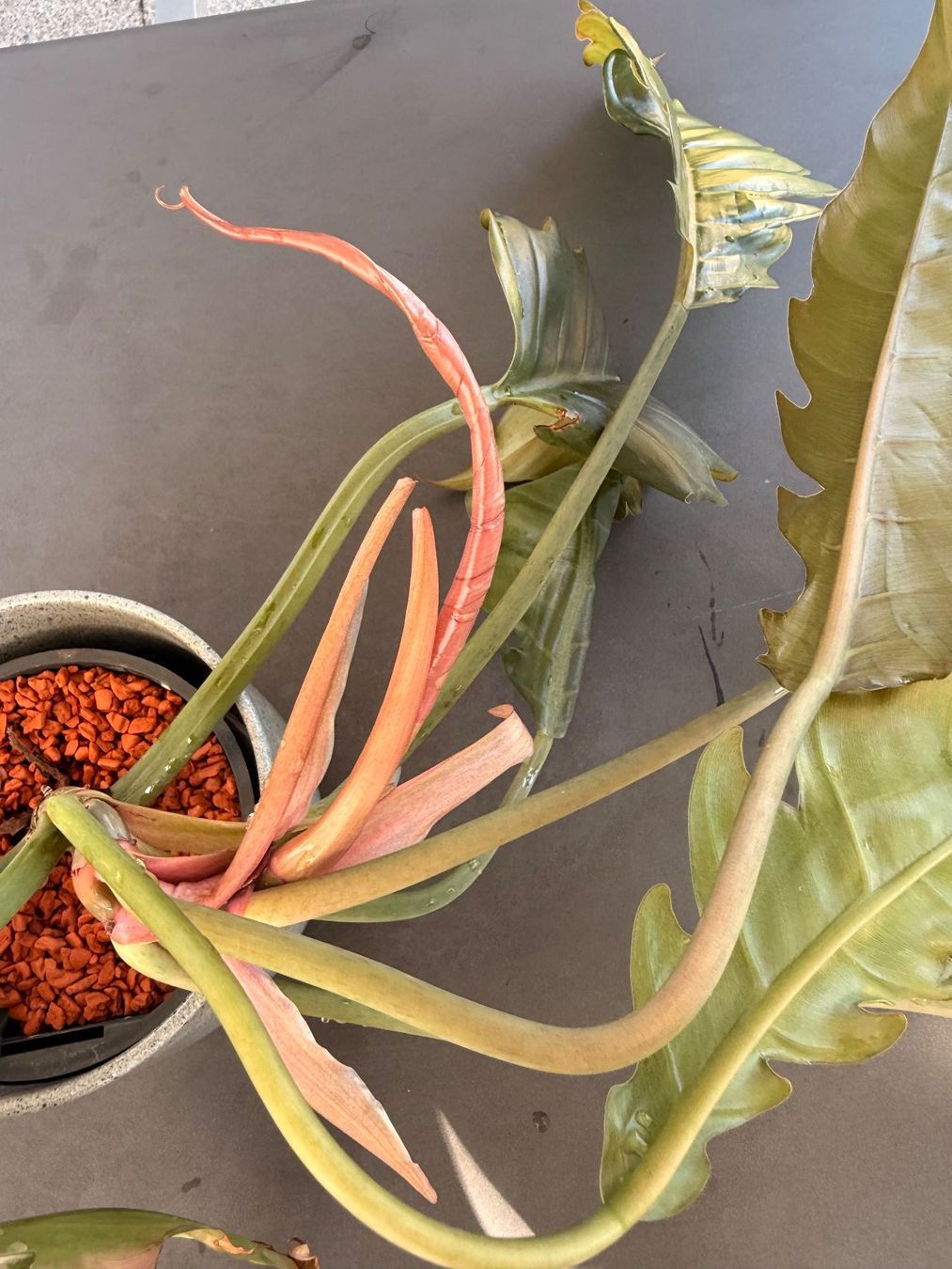 Piante & sementi: Philodendron bipinnatifidum 'Choco Empress' – Usato da Rafz venduto da jca_98p5 2