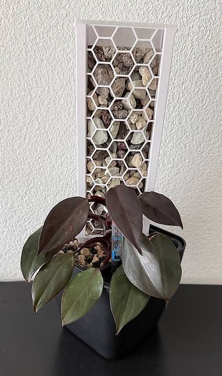 Pflanzen & Samen: Philodendron Galaxy Princess, 3D-Rankstab, 40cm – Gebraucht aus Aadorf von Arkabraa 1