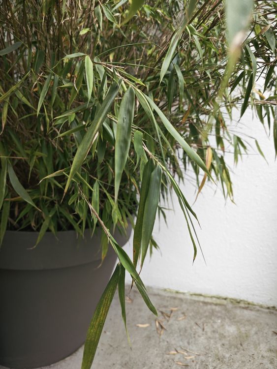 Bambus Pflanze im Topf Kaufen auf Ricardo