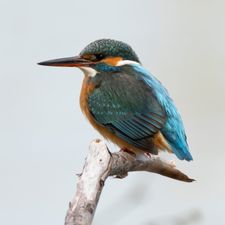 Profile image of Realonlyjoas
