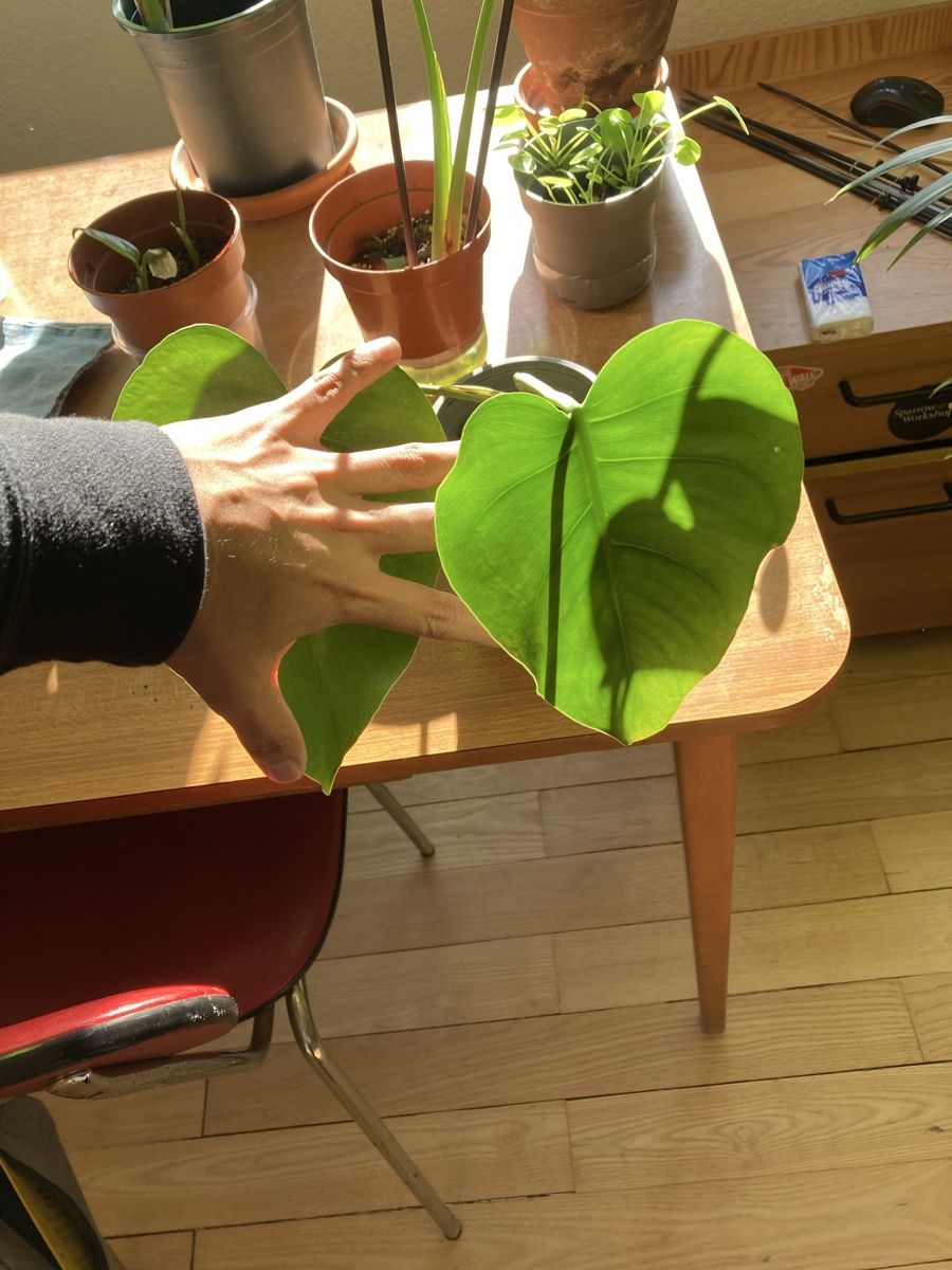 Pflanzen & Samen: Monstera Deliciosa – Gebraucht aus Zürich von val_7jy7 1