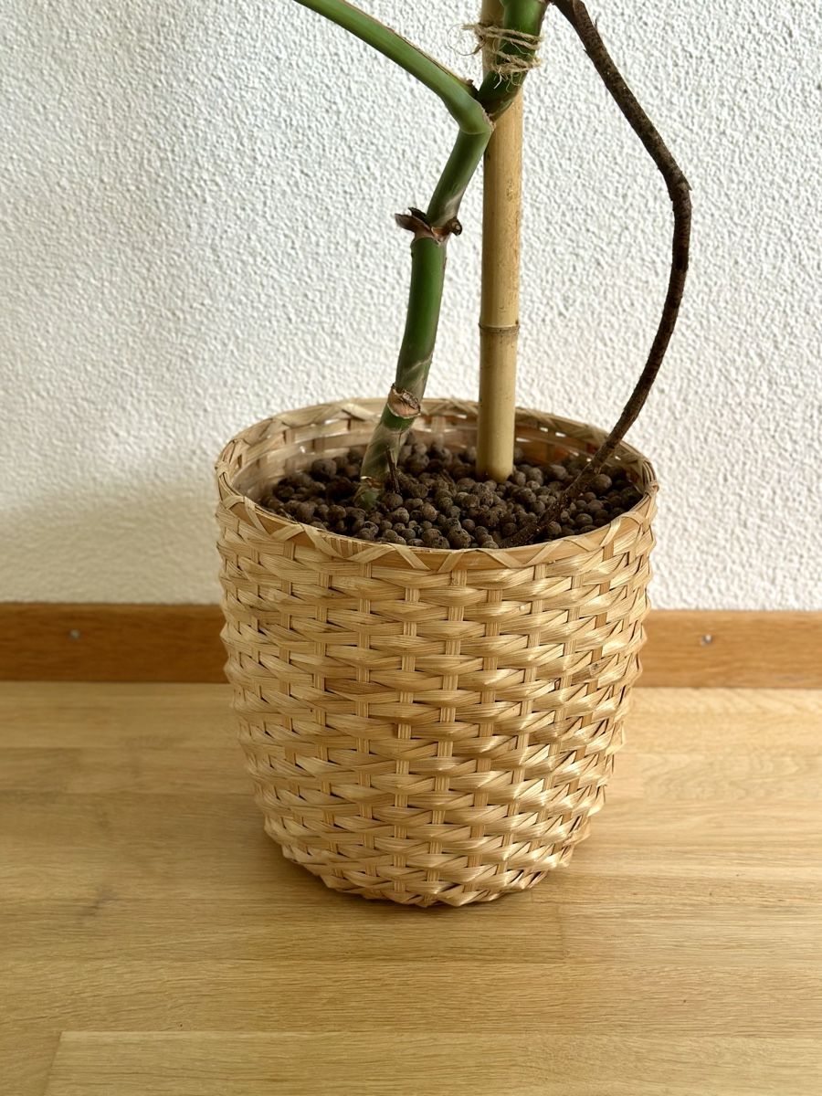 Pflanzen & Samen: Monstera Deliciosa – Gebraucht aus Bern von ACR12 2
