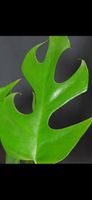 🤩Monstera Minima R.Tetrasperma Bewurzelter Stammsteckling 