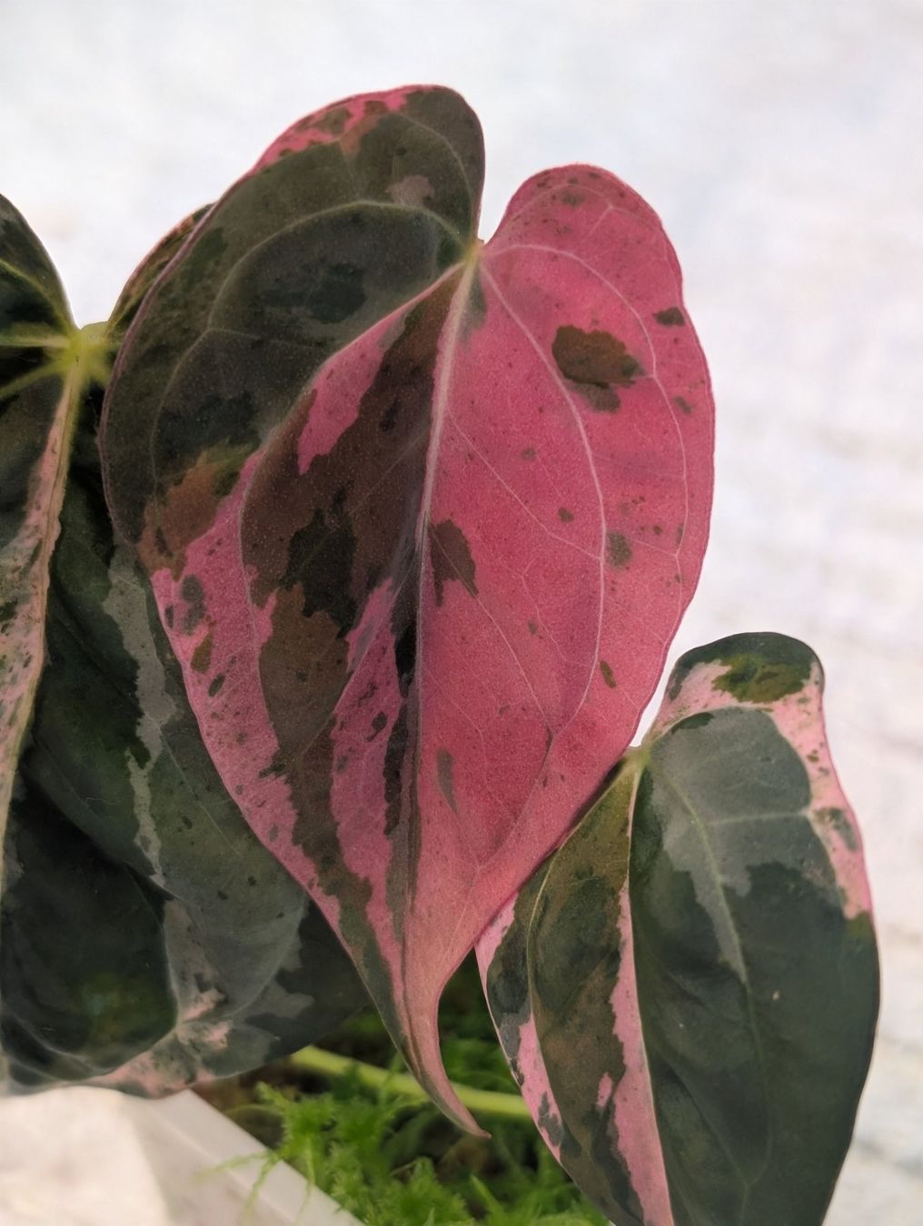 Pflanzen & Samen: Anthurium "Hot Barbie" Pink Variegata – Neu (gemäss Beschreibung) aus Faulensee von plantmama 1